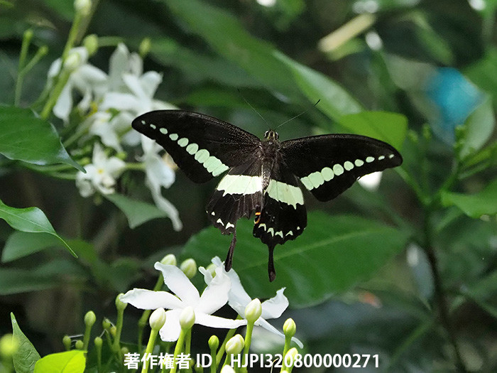 オビモンアゲハ　Papilio demolion
