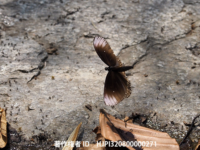 コレルリマダラの飛翔　Euploeaa core