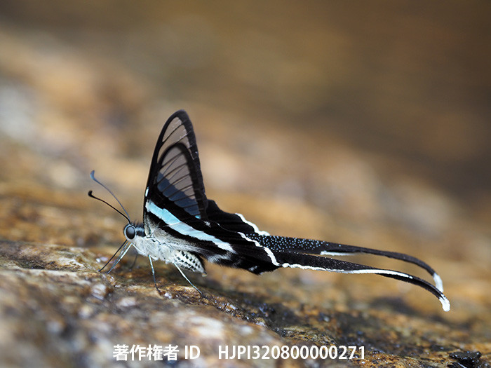 アオスソビキアゲハ　Lamproptera meges