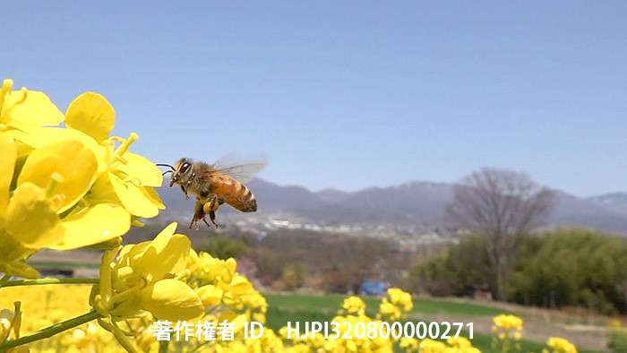 菜の花畑のミツバチ