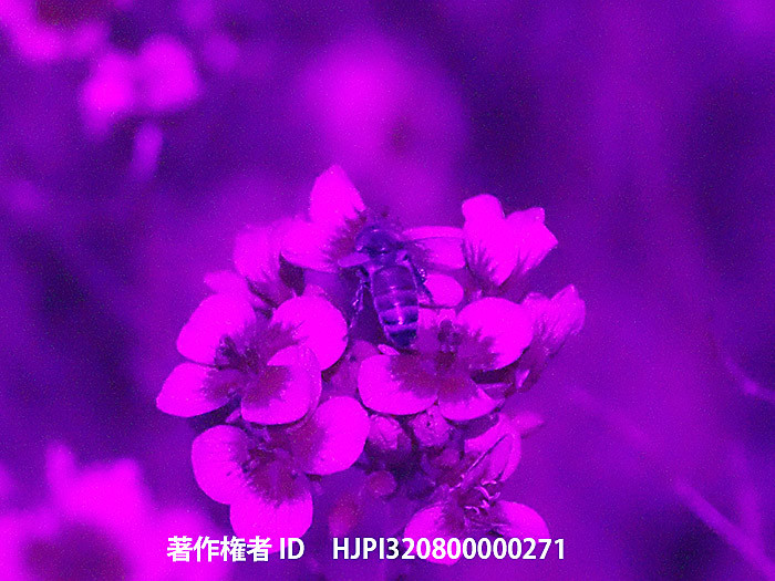 ナノハナとミツバチ、紫外線写真