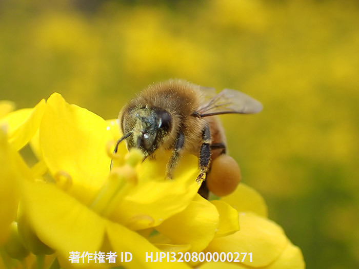 ナノハナ畑を蜜と花粉を求めるミツバチをTG6で撮影。
