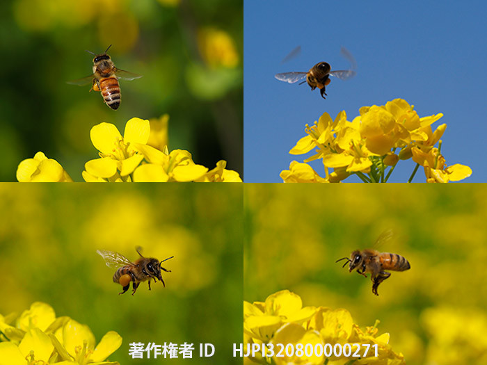 ミツバチを電子シャッターで撮る時のヒント