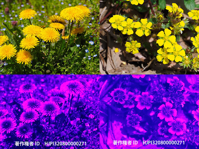 庭のタンポポとキジムシロの紫外線写真を撮ってみた。