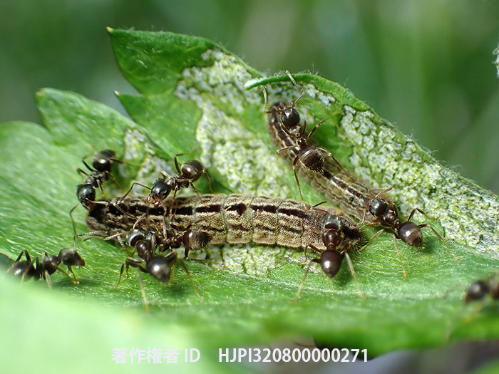 庭のヒメシジミの幼虫　　Plebejus argus