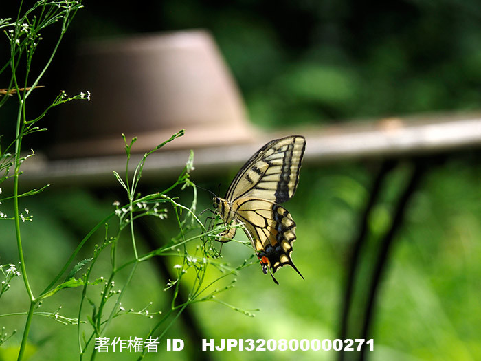 庭のミツバにキアゲハが産卵　Papilio machaon