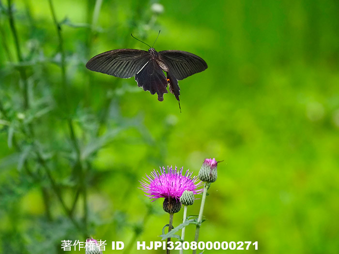 庭のアザミにクロアゲハ　Papilio protenor