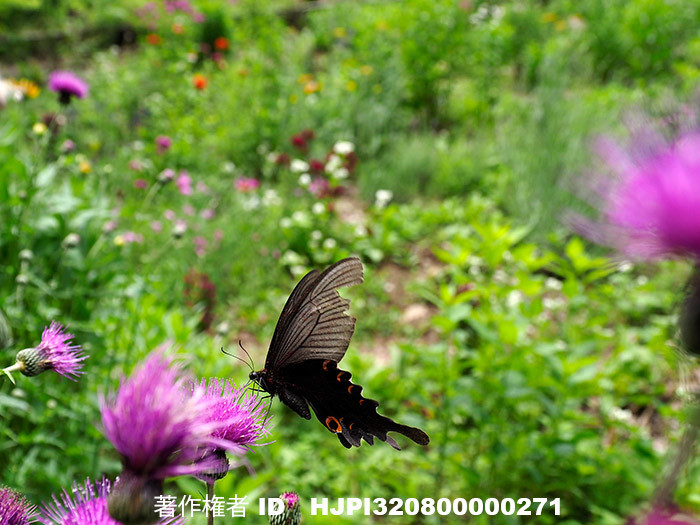 庭のオナガアゲハ　Papilio macilentus