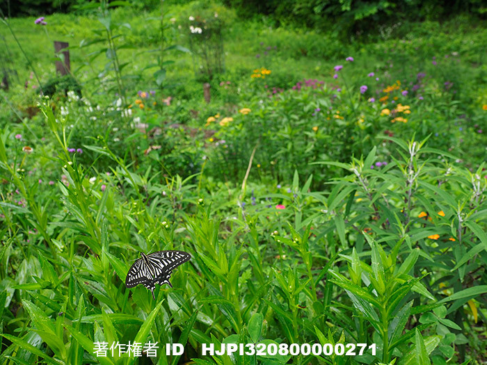 雨の日、ナミアゲハが庭で休んでいた　Papilio xuthus