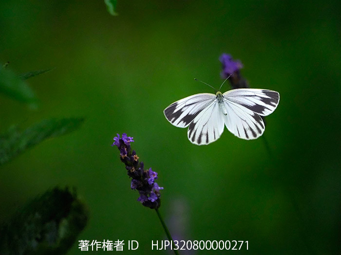 M.Zuiko Digital ED 100-400mmで庭のスジグロシロチョウの飛翔