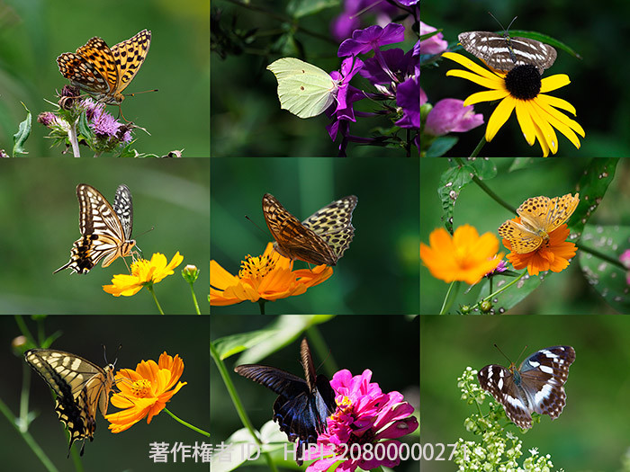9月8日の庭の蝶