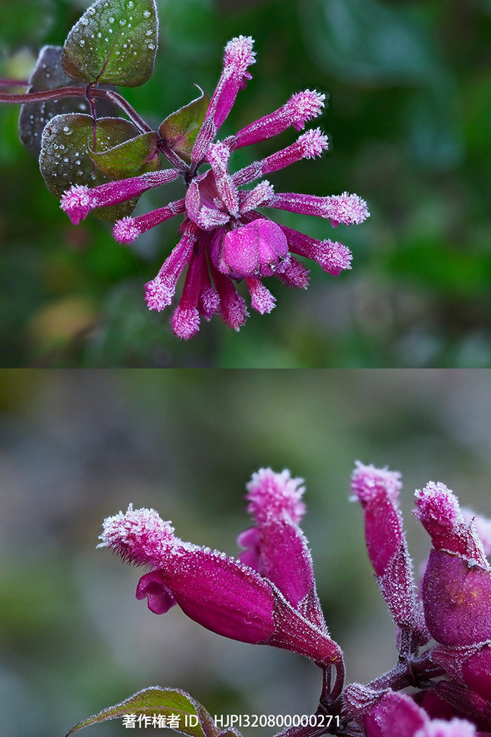 ローズリーフセージの花に霜が降りた