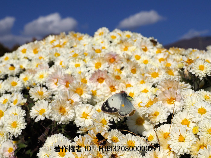 菊の花にモンキチョウ