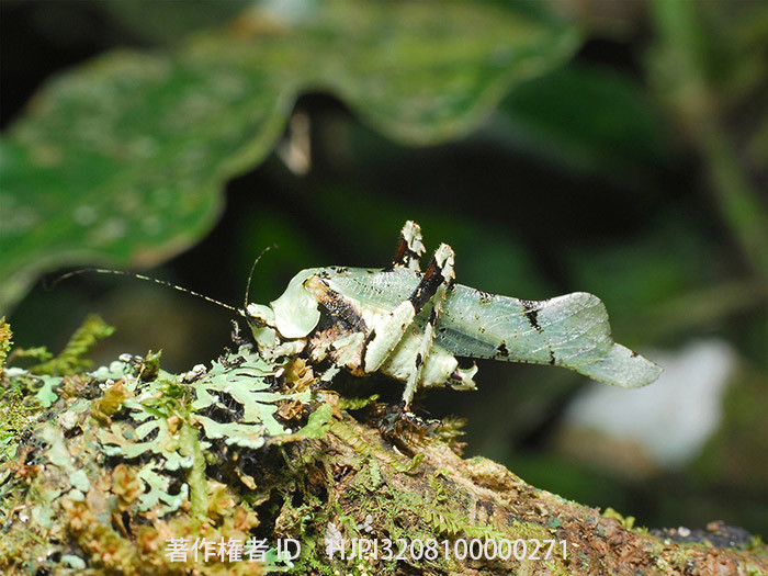 苔そっくりなキリギリス　Lichen mimic katydid Dysonia sp.