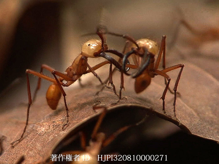 グンタイアリ　Army ant