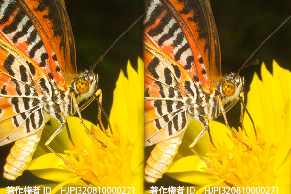 ハレギチョウの3D写真