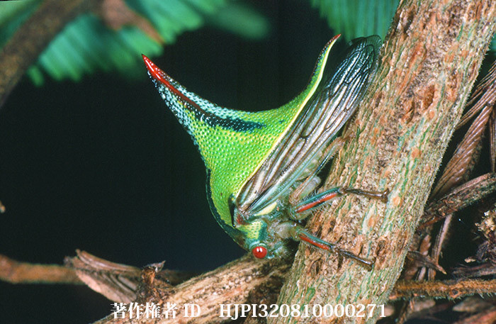 棘ににたツノゼミ　Umbonia crassicornis