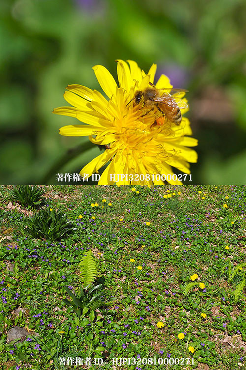 庭のタンポポにミツバチ