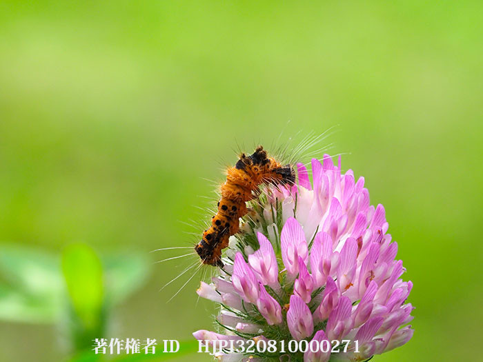 ムラサキツメクサの花を食べるドクガの幼虫