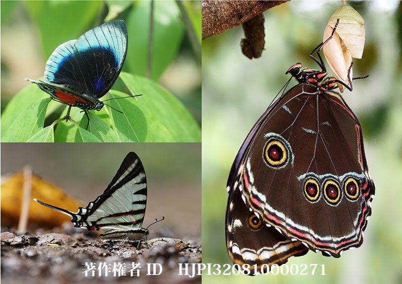 ハイレゾショットで撮ったペルーの蝶（オリンパス写真展で展示した写真4）