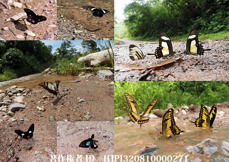 ペルーのアゲハチョウ（オリンパス写真展で展示した写真8 ）