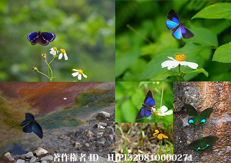 台湾で撮影した蝶（オリンパス写真展で展示した写真24）