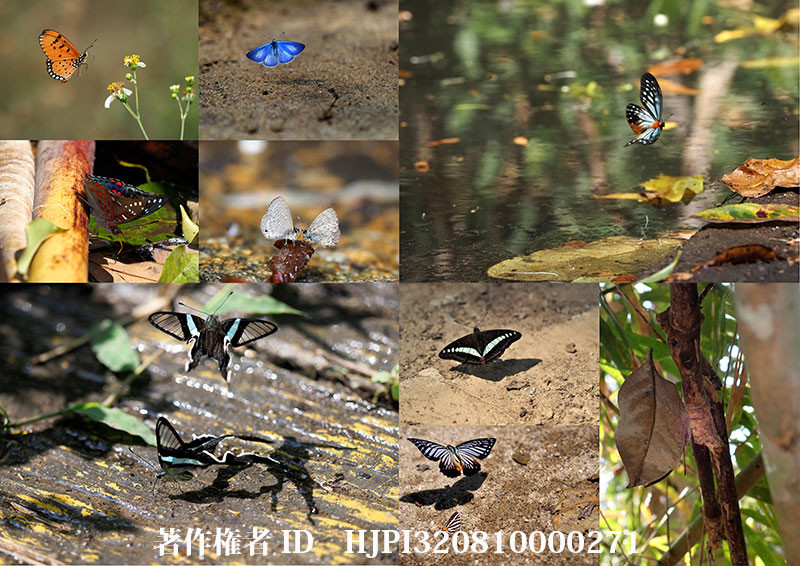 タイで撮影した蝶（オリンパス写真展で展示した写真25）