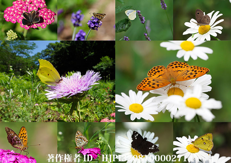 6月の花に来たチョウ（オリンパス写真展で展示した写真26）