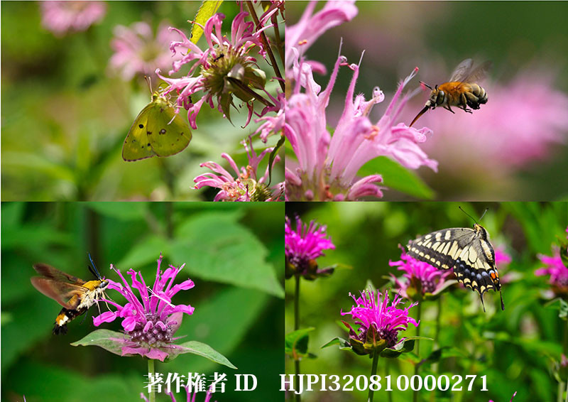 モナルダに来た蝶（オリンパス写真展で展示した写真27）