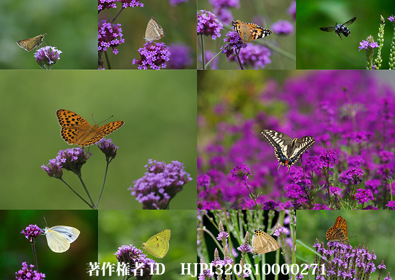 バーベナに来た蝶（オリンパス写真展で展示した写真31）
