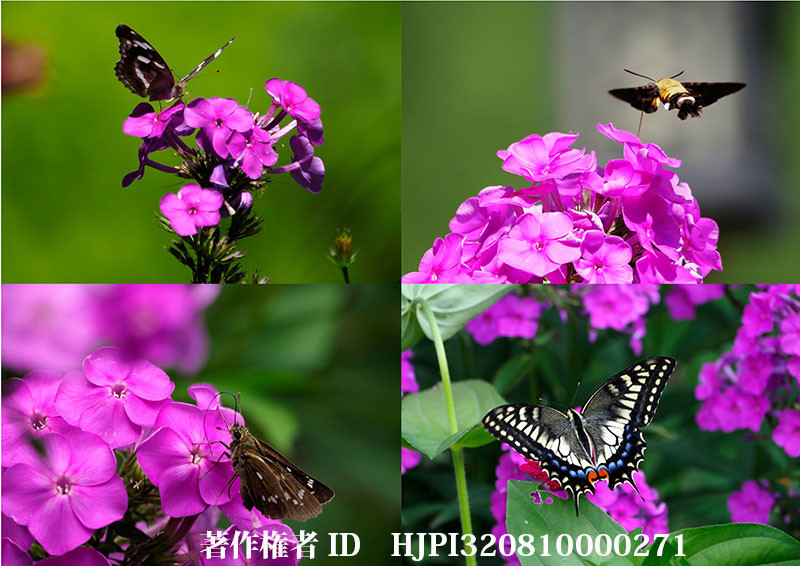 フロックスに来た蝶（オリンパス写真展で展示した写真35）