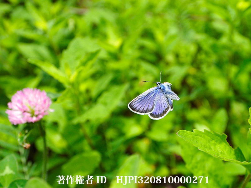 庭のヒメシジミの飛翔（オリンパス写真展で展示した写真44）