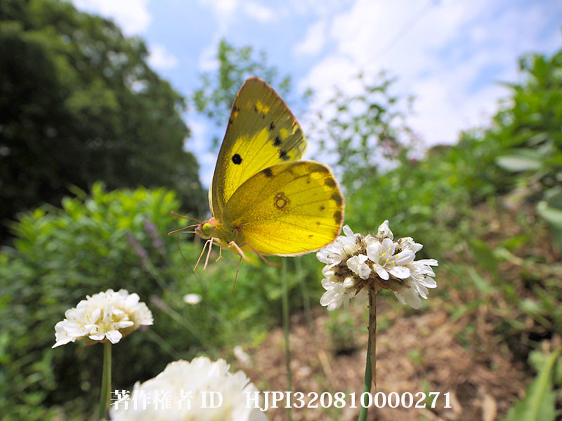 アルメリアの花から花へ飛び移るモンキチョウ（オリンパス写真展で展示した写真48）