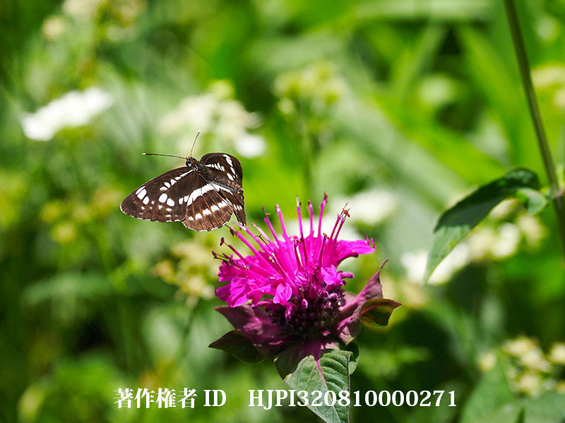 モナルダの花から飛び立つホシミスジ　2021年7月（オリンパス写真展で展示した写真49）