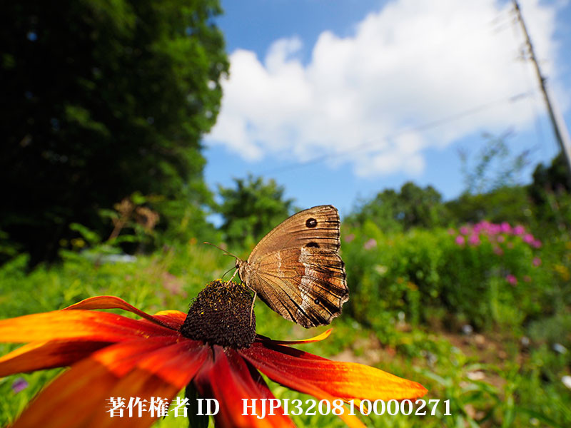 ルドベキアに来たジャノメチョウの♀（オリンパス写真展で展示した写真53）