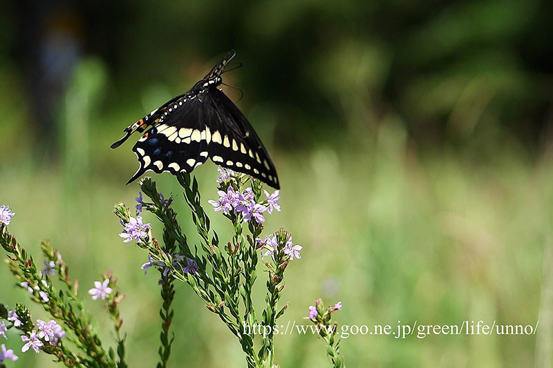 クロキアゲハ　 Papilio polyxenes