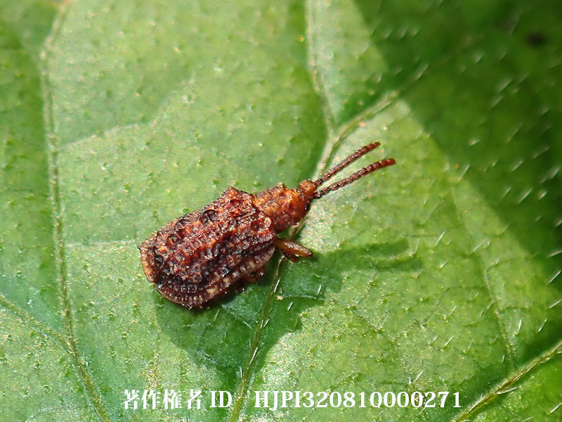 トゲハムシの仲間　Oncocephala.sp