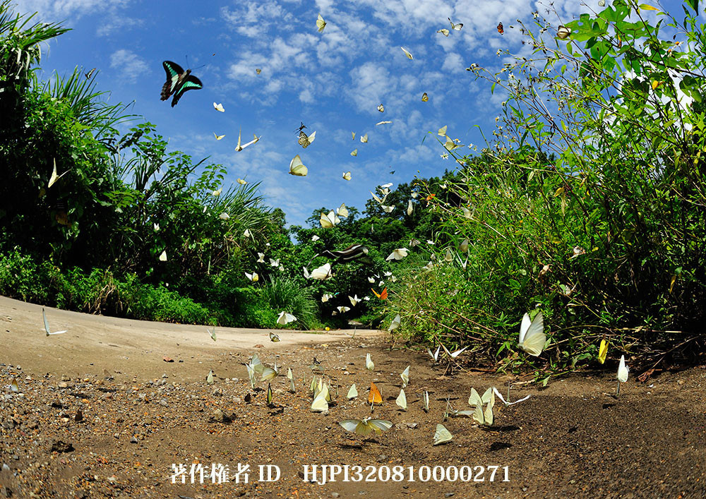 ベトナム、蝶の群れ