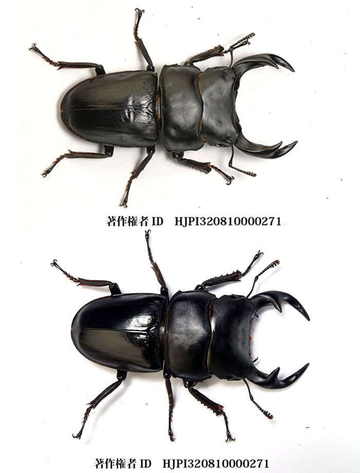 オオクワガタとグランディスオオクワガタ - 海野和男のデジタル昆虫記