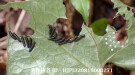 庭でヒメギフチョウの幼虫が孵化した