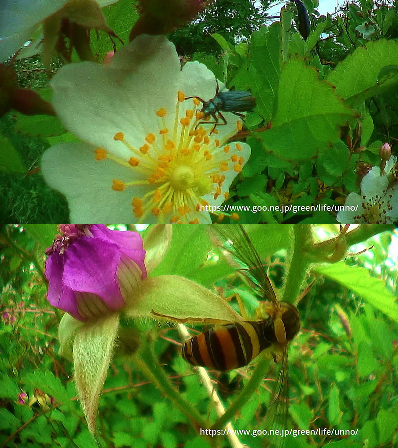 虫の目レンズの世界　キイチゴとノイバラの花に集う虫たち