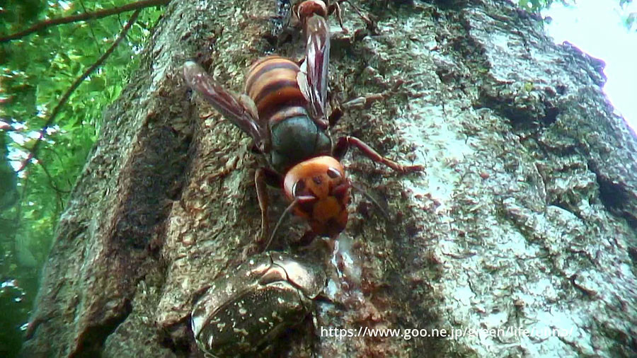 虫の目レンズの世界　樹液を飲むスズメバチ