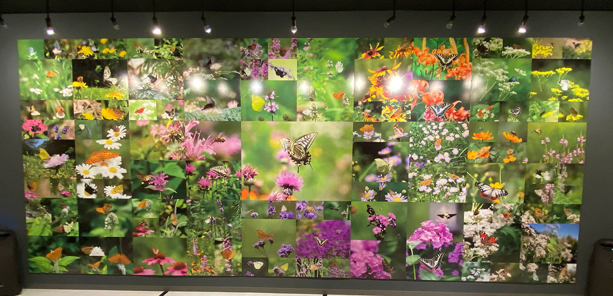 「蝶の壁」明日から小諸高原美術館で写真展