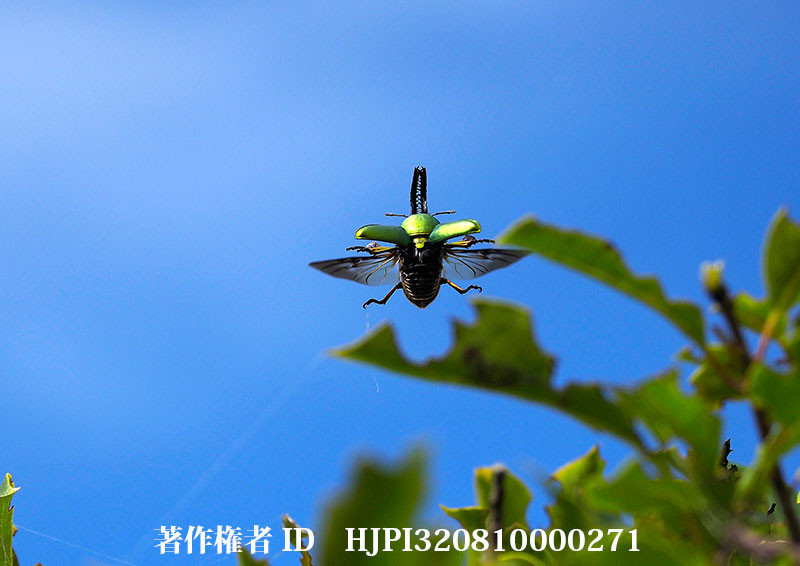 パプアキンイロクワガタの飛翔（小諸高原美術館で展示した写真32）
