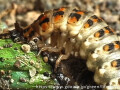 アマガエルを食べるオオキベリアオゴミムシの幼虫