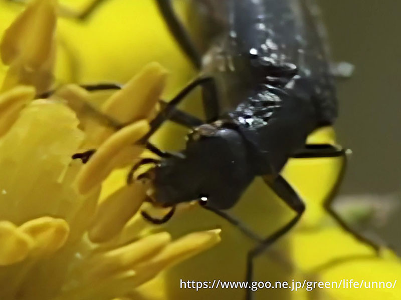 花粉を食べるモモブトカミキリモドキ
