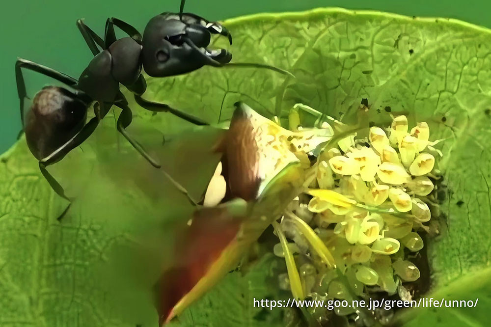 エサキモンキツノカメムシが幼虫を守る