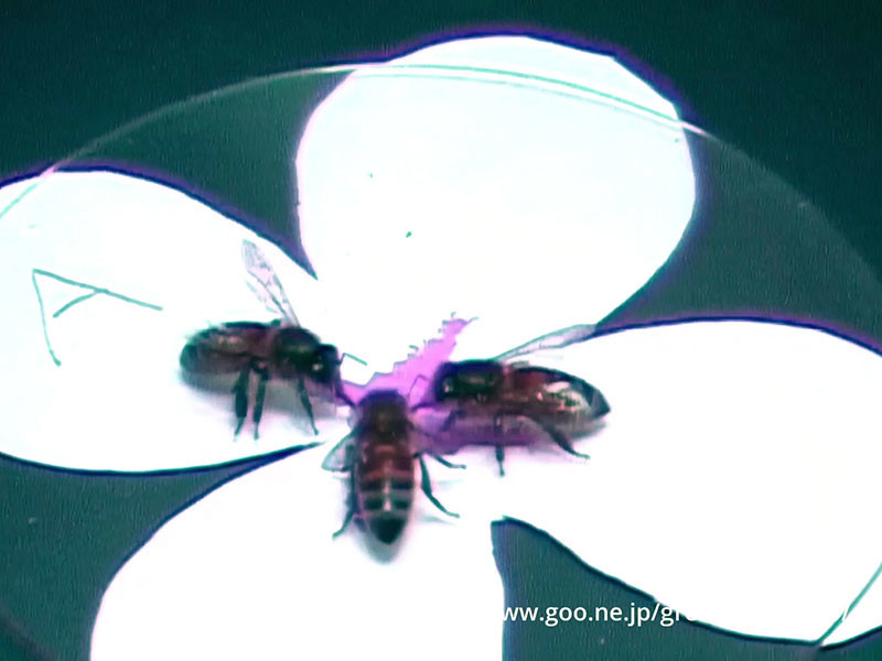 紫外線を感知するミツバチの超能力