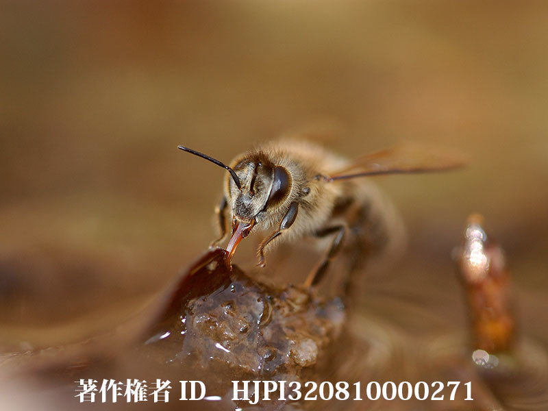 冬のニホンミツバチ