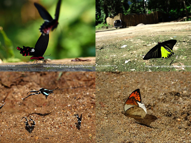 熱帯アジアの蝶の飛翔